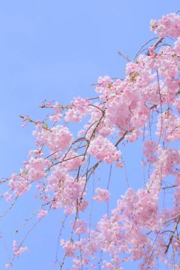 Güzel bahar sakura çiçekleri 