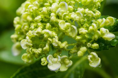 Bahçede yağmur damlaları olan taze çiçek ve tomurcukların yakın görüntüsü