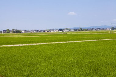 Japonya 'da gökyüzü olan pirinç tarlası