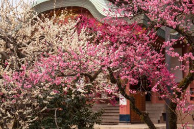 Japonya 'da baharda güzel sakura çiçekleri açar.