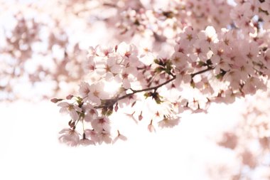 Japonya 'da kiraz çiçekleri, Tokyo