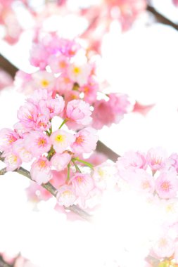 Japonya 'da kiraz çiçekleri ya da sakura.