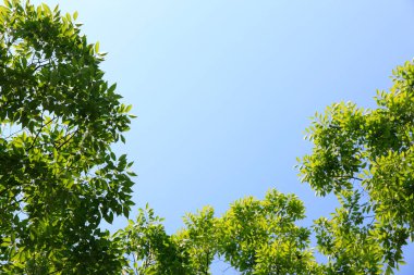 doğa arka planında yeşil yapraklar