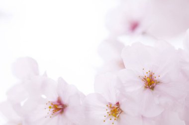 beyaz bir arka plan üzerinde pembe kiraz çiçekleri 