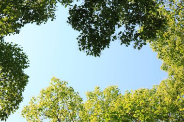 doğa arka planında yeşil yapraklar