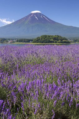 Yamanakako Gölü 'nde mor çiçekli güzel Fuji dağı