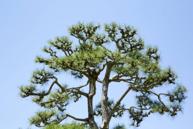 Nara Parkı, Japonya, Çam Ormanı