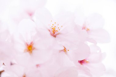 beyaz bir arka plan üzerinde pembe kiraz çiçekleri 