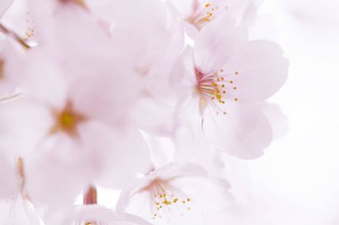 Pembe kiraz çiçeği, sakura çiçekler