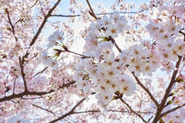Japonya 'da, parkta çiçek açan sakura ağaçlarının manzaralı görüntüleri.