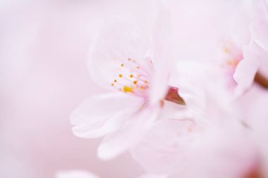 Güzel çiçek açan kiraz çiçeklerinin yakın görüntüsü