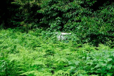 yeşil yapraklar ve bitkiler yaz bahçesinde