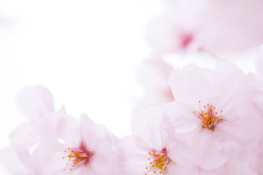 beyaz bir arka plan üzerinde pembe kiraz çiçekleri 