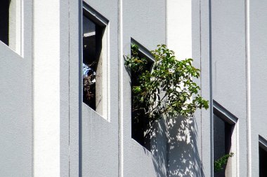 Açık bina penceresinden çıkan yeşil yapraklı bitki