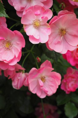 Bahçedeki güzel güller doğa arka planında