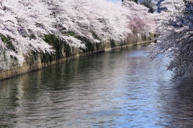 Tokyo, Japonya 'da sakura çiçek açar.