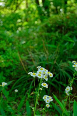 Bahçedeki güzel çiçekler