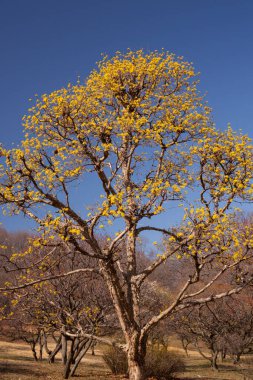 Güneşli bir günde bahçedeki ağaç dallarında güzel sarı çiçekler