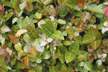 Duvardaki kırmızı yapraklar