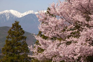 Japonya 'da baharda parkta güzel sakura çiçeklerinin manzarası.