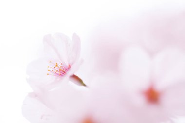 beyaz bir arka plan üzerinde pembe kiraz çiçekleri 