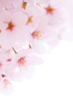 beyaz bir arka plan üzerinde pembe kiraz çiçekleri 