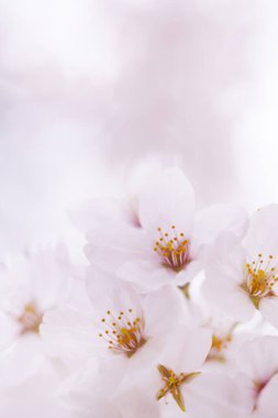 pembe kiraz çiçekleri yakın çekim