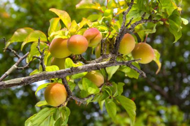 Olgun şeftaliler doğanın arka planında bir ağaçta