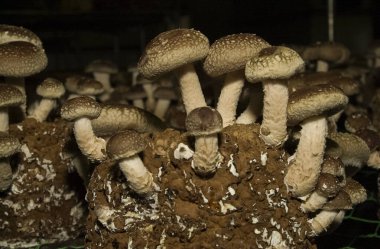 Karanlıkta büyüyen organik mantarların yakın plan görüntüsü 