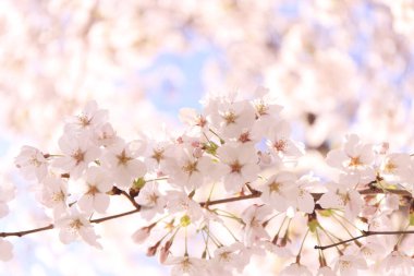 Japonya 'da kiraz çiçekleri, Tokyo