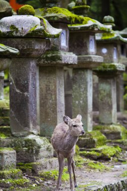 Japonya 'nın Nara kentindeki Kasuga Taisha Tapınağı' na giden yol boyunca yosun kaplı taş fenerlerin yanında geyik.