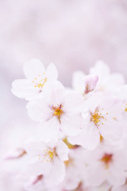 Güzel çiçek açan kiraz çiçeklerinin yakın görüntüsü