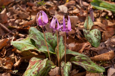 Ormanda mor çiçekler