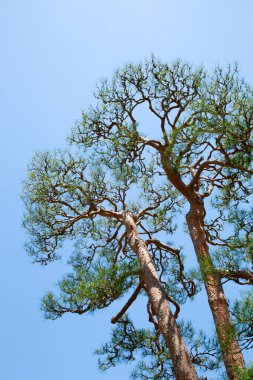 Nara Parkı, Japonya, Çam Ormanı