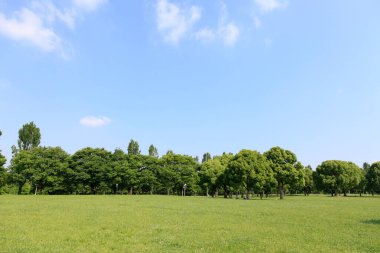 Parktaki yeşil ağaçlar Mavi gökyüzü