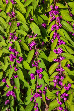 Bahçedeki bir bitkinin mor çiçekleri