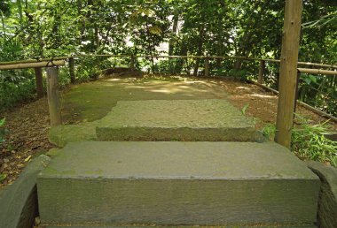 Japonya 'daki tropikal ormanda taş yol. 