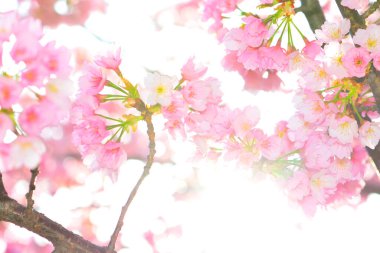 Japonya 'da kiraz çiçekleri ya da sakura.