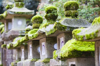 Yosun kaplı eski kayalar