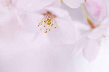 Pembe kiraz çiçeği, sakura çiçekler