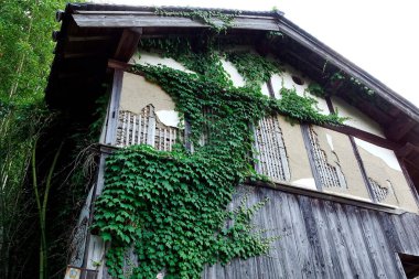 Vines climbing the weathered wooden exterior of an old building in a tranquil setting surrounded by nature clipart