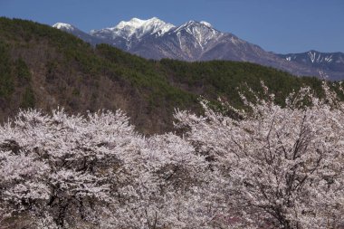 Japonya 'da baharda parkta güzel sakura çiçeklerinin manzarası.