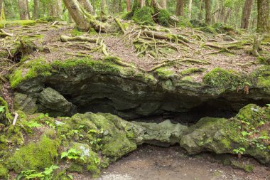 Gündüz vakti sakin bir ormanda yosun kaplı kaya oluşumları