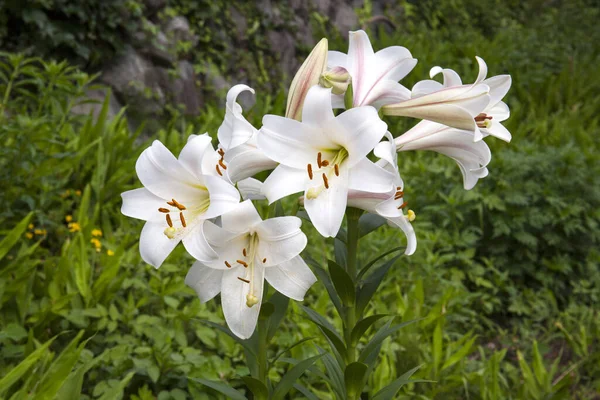 Крупним Планом Квітка Білої Лілії Саду — стокове фото