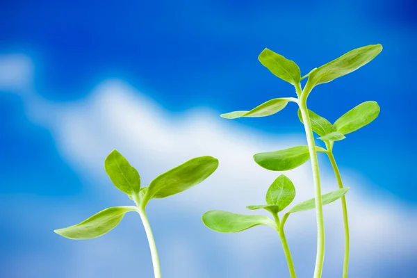 Anbau Grüner Pflanzen Hintergrund — Stockfoto