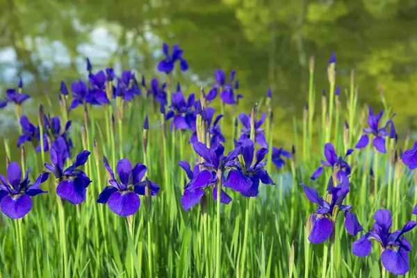 穏やかな池の近くで育っている美しいアイリスの花 — ストック写真