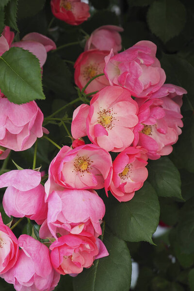 красивые розы в саду на фоне природы