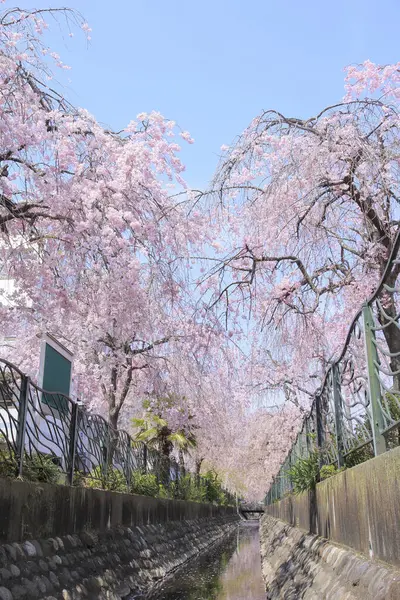 Güzel Bahar Sakura Çiçekleri — Stok fotoğraf