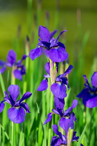Schöne Lila Irisblüten Garten — Stockfoto