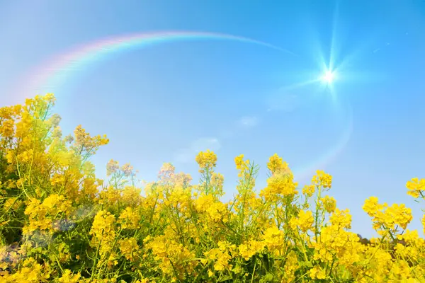 Gökkuşağı Mavi Gökyüzü Sarı Çiçeklerle Kaplı — Stok fotoğraf
